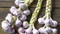 Практичные советы хозяйкам: как хранить чеснок в домашних условиях
