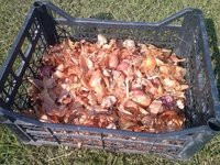 Практичные советы хозяйкам: как хранить чеснок в домашних условиях